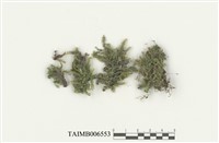 藏品(油苔科)的圖片